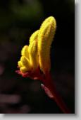 kangaroo paws * 480 x 720 * (56KB)